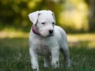 Dogo Argentino perros DOGO ARGENTINO CACHORROS DE CALIDAD - Anuncio 2