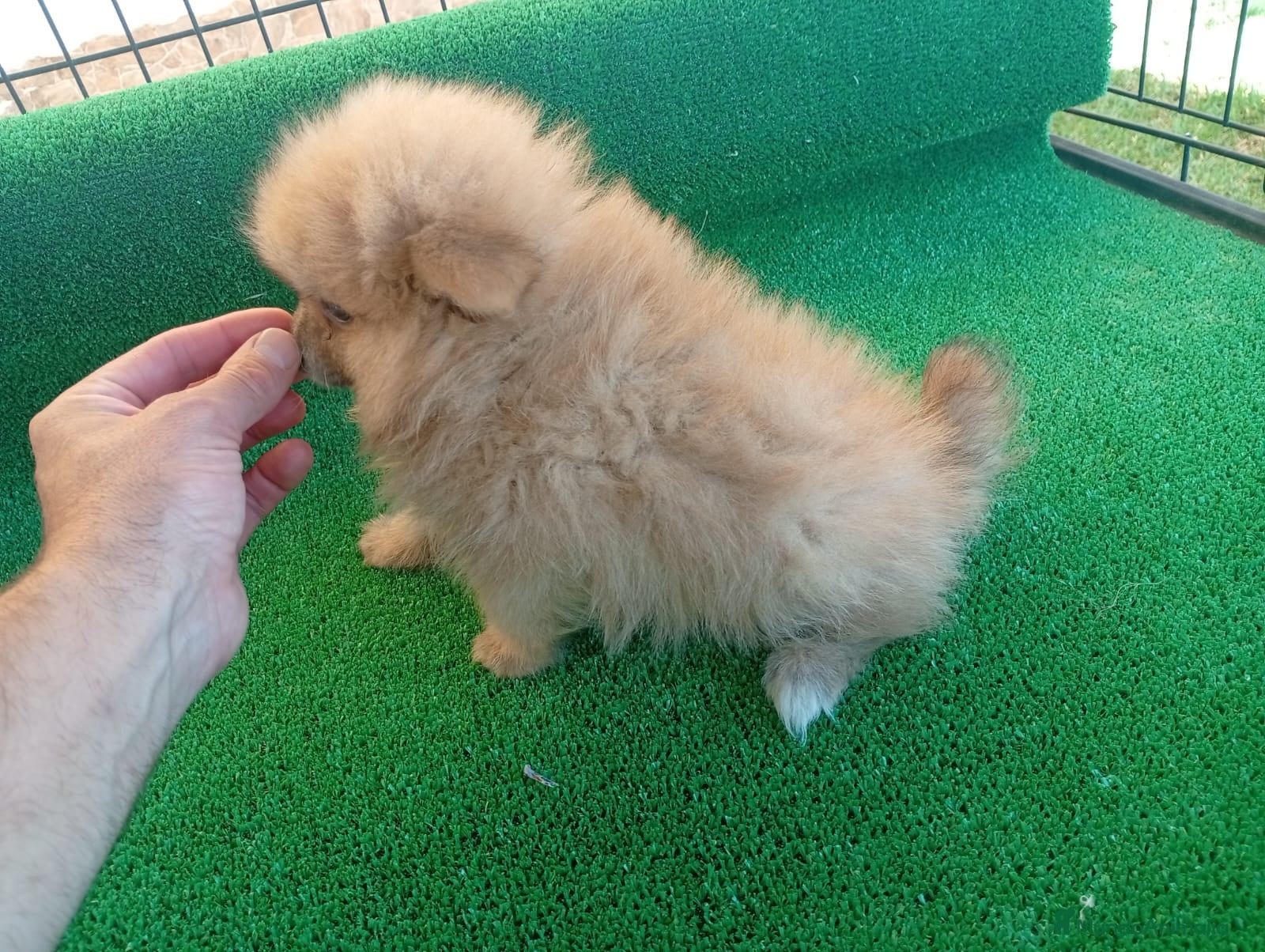 Pekinés perros Espectaculares pekinés imperial - Anuncio 1