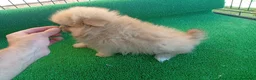 Pekinés perros en venta: Espectaculares pekinés imperial - Anuncio 1