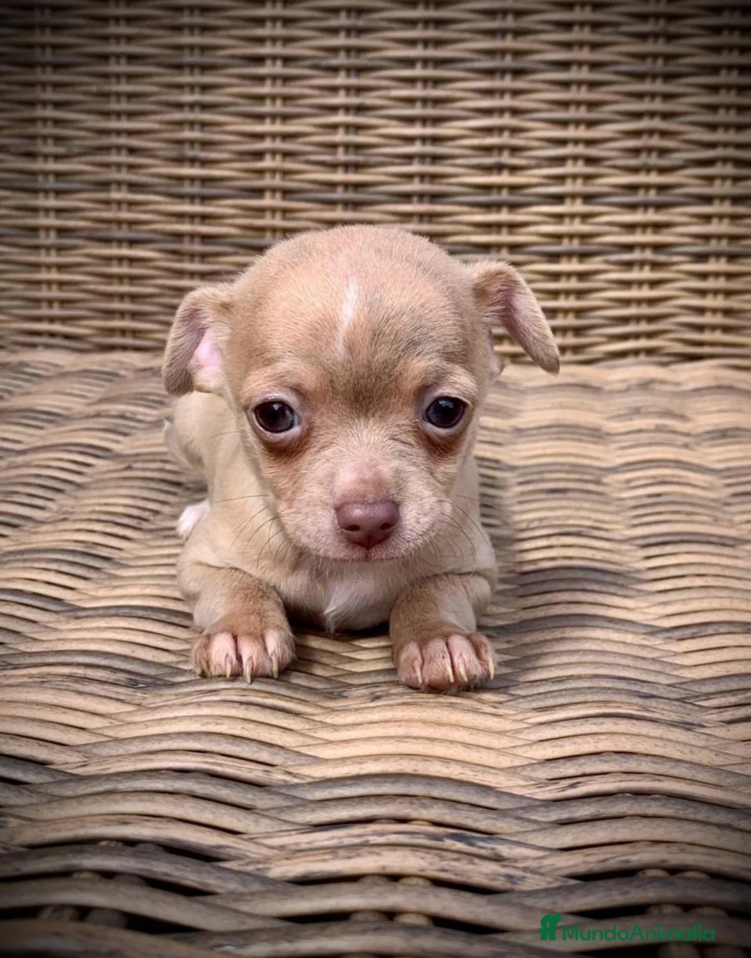 Chihuahua perros en venta: Chihuahuas  en Illes Balears - Anuncio 9