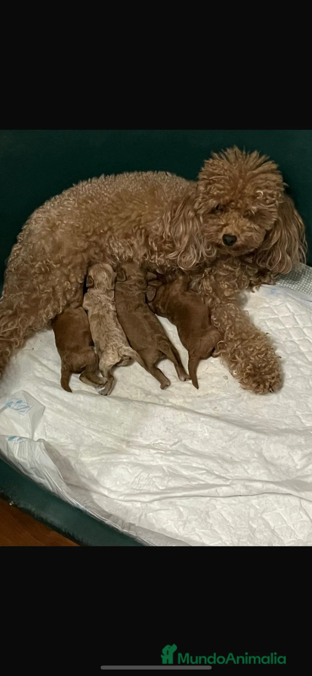 Caniche Toy perros en venta: Caniche rojo toy - Anuncio 2