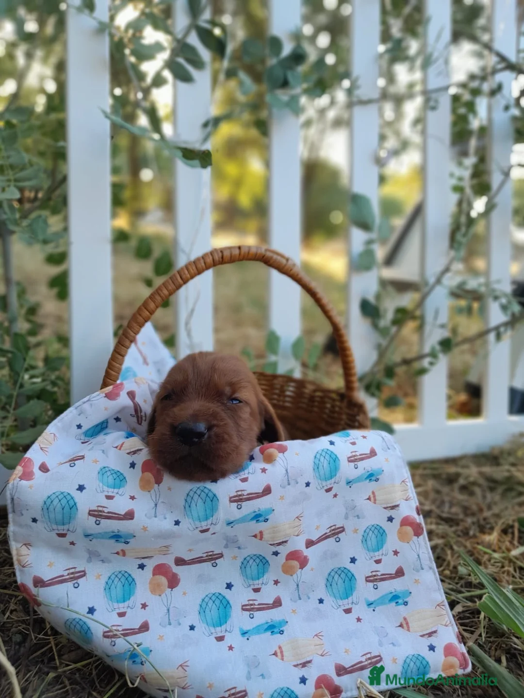 Setter Irlandés Rojo perros en venta: Camada raza Setter Irlandes - Anuncio 2