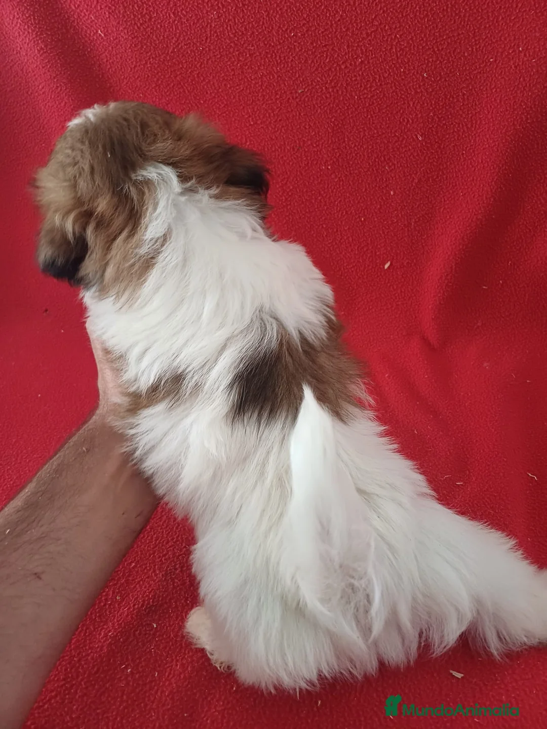 Shih Tzu perros en venta: Shitzhu  - Anuncio 3