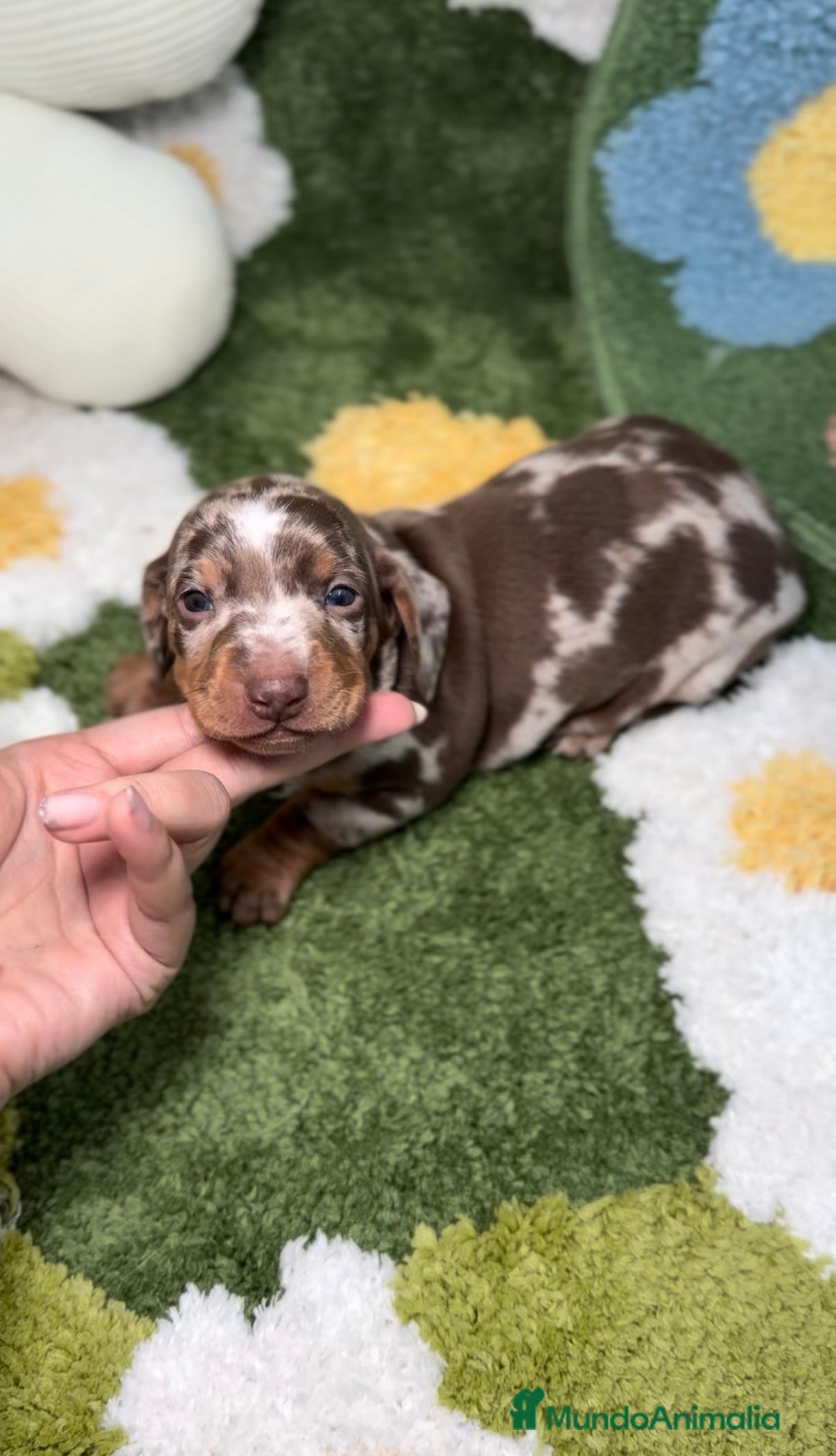 Teckel Miniatura perros Teckel Kaninchen Arlequín Chocolate en Madrid - Anuncio 19