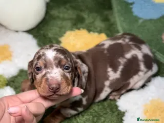 Teckel Miniatura perros Teckel Kaninchen Arlequín Chocolate en Madrid - Anuncio 9