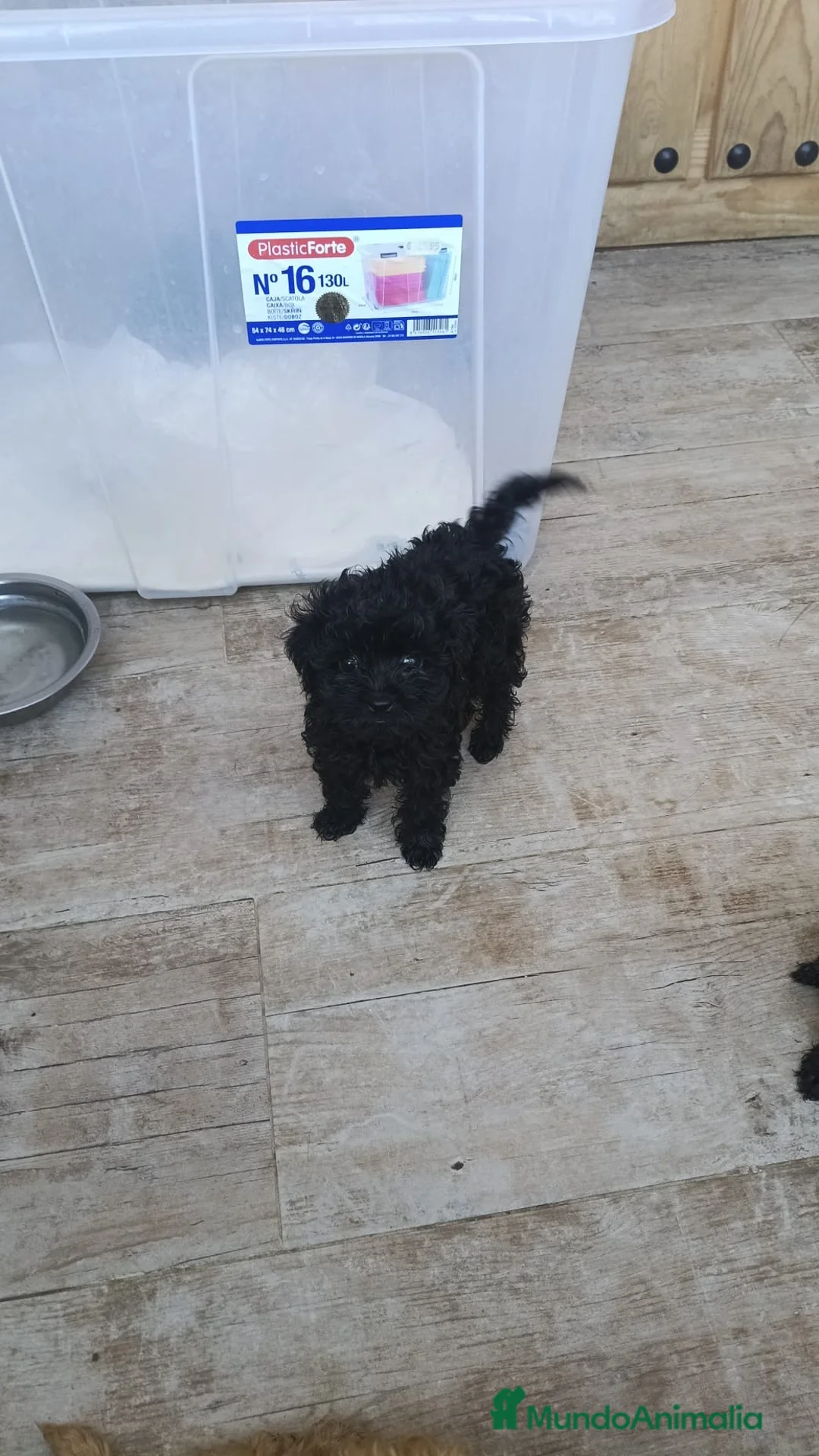 Caniche Toy perros en venta: OFERTA SOLO HOY!!! Caniches negros toy🐾🐶 - Anuncio 3