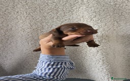 Teckel Miniatura perros en venta: Teckel Kanichen chocolate  - Imagen 7