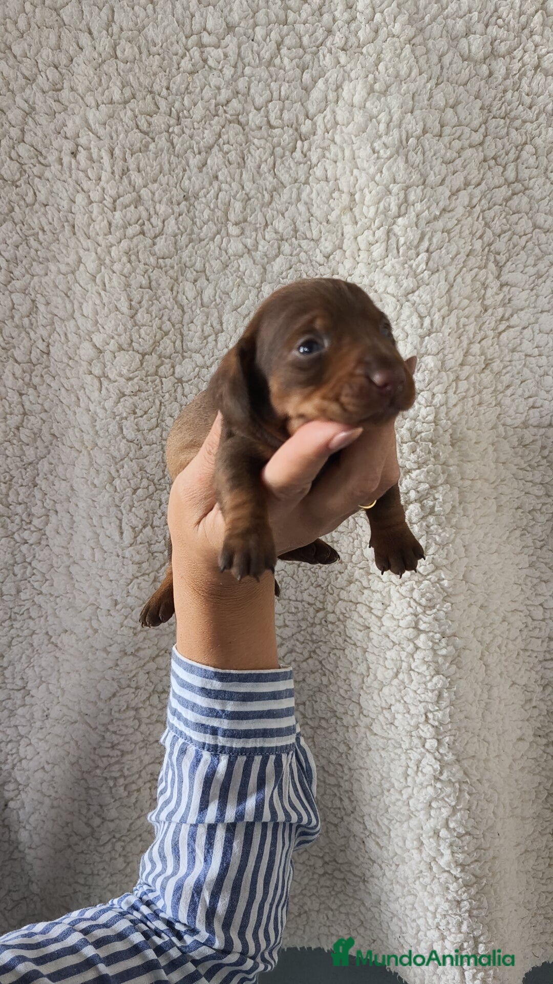 Teckel Miniatura perros en venta: Teckel Kanichen chocolate  - Imagen 7