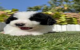 Perro de Agua Español perros en venta: PERRO DE AGUA ESPAÑOL MACHO - Imagen 20