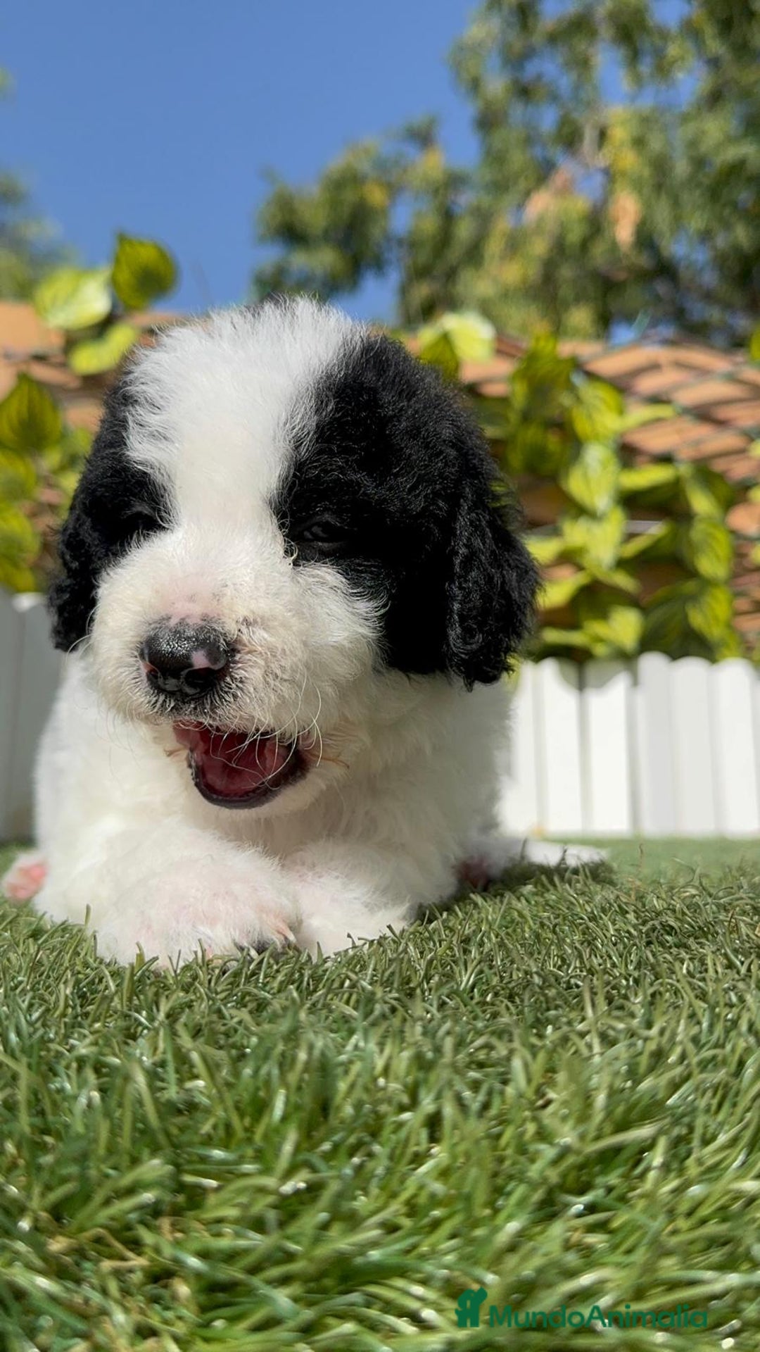 Perro de Agua Español perros en venta: PERRO DE AGUA ESPAÑOL MACHO - Imagen 20
