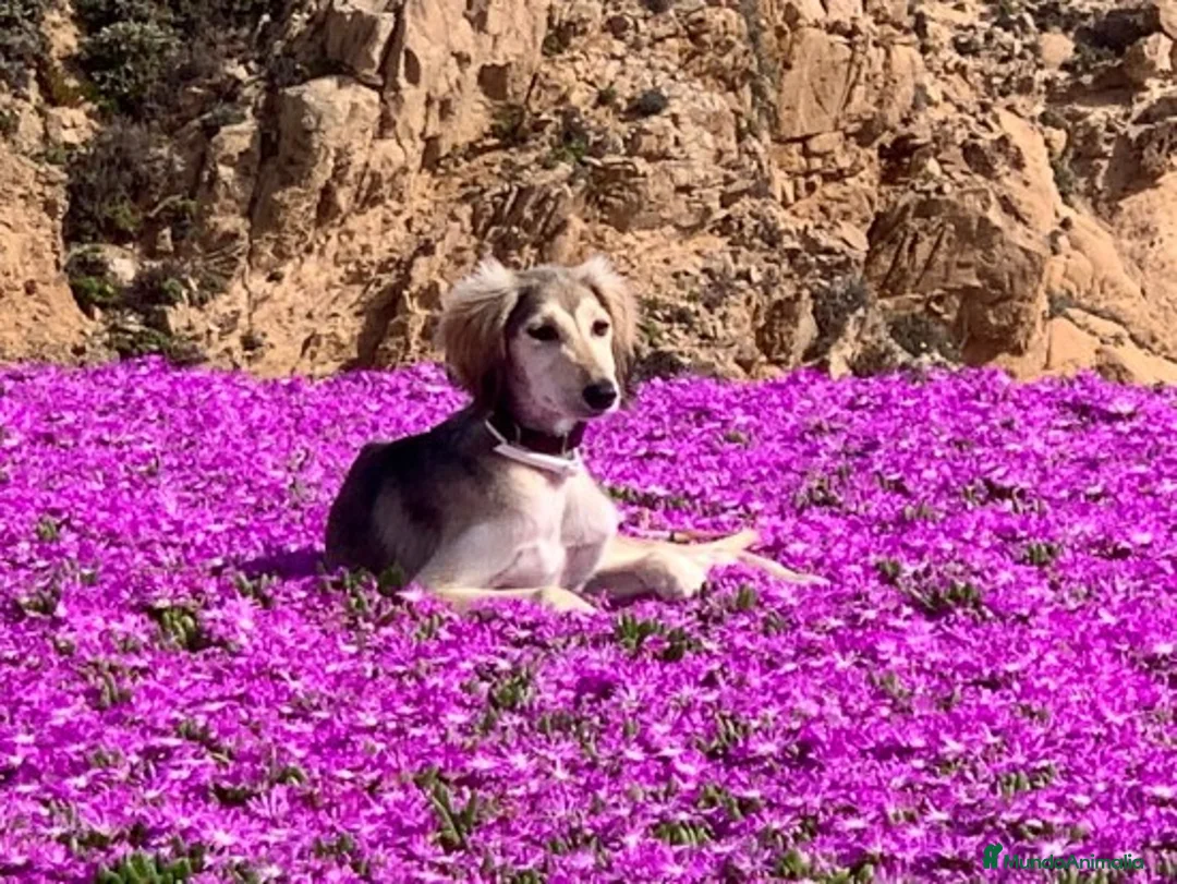 Imagen de galería {{count}}