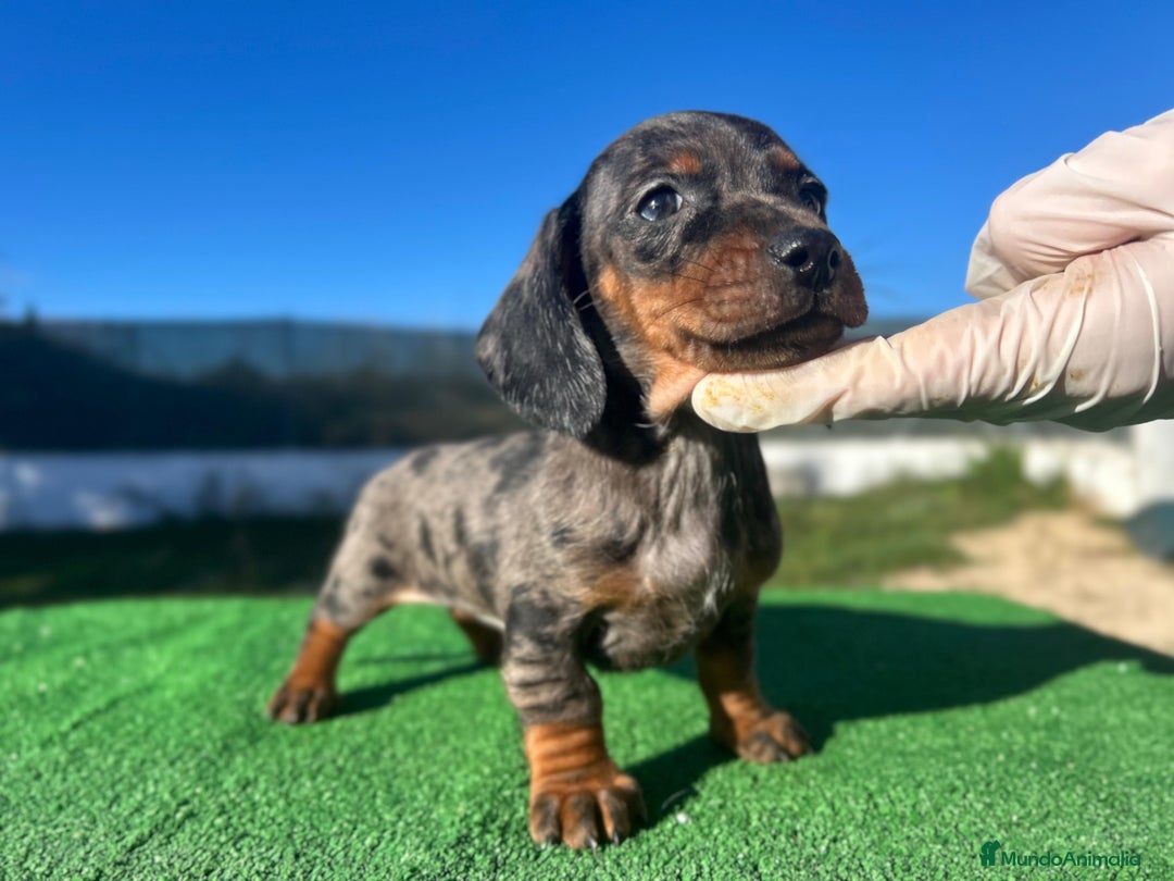 Teckel Miniatura perros en venta: ULTIMO TECKEL ARLEQUIN ♂️ - Anuncio 1