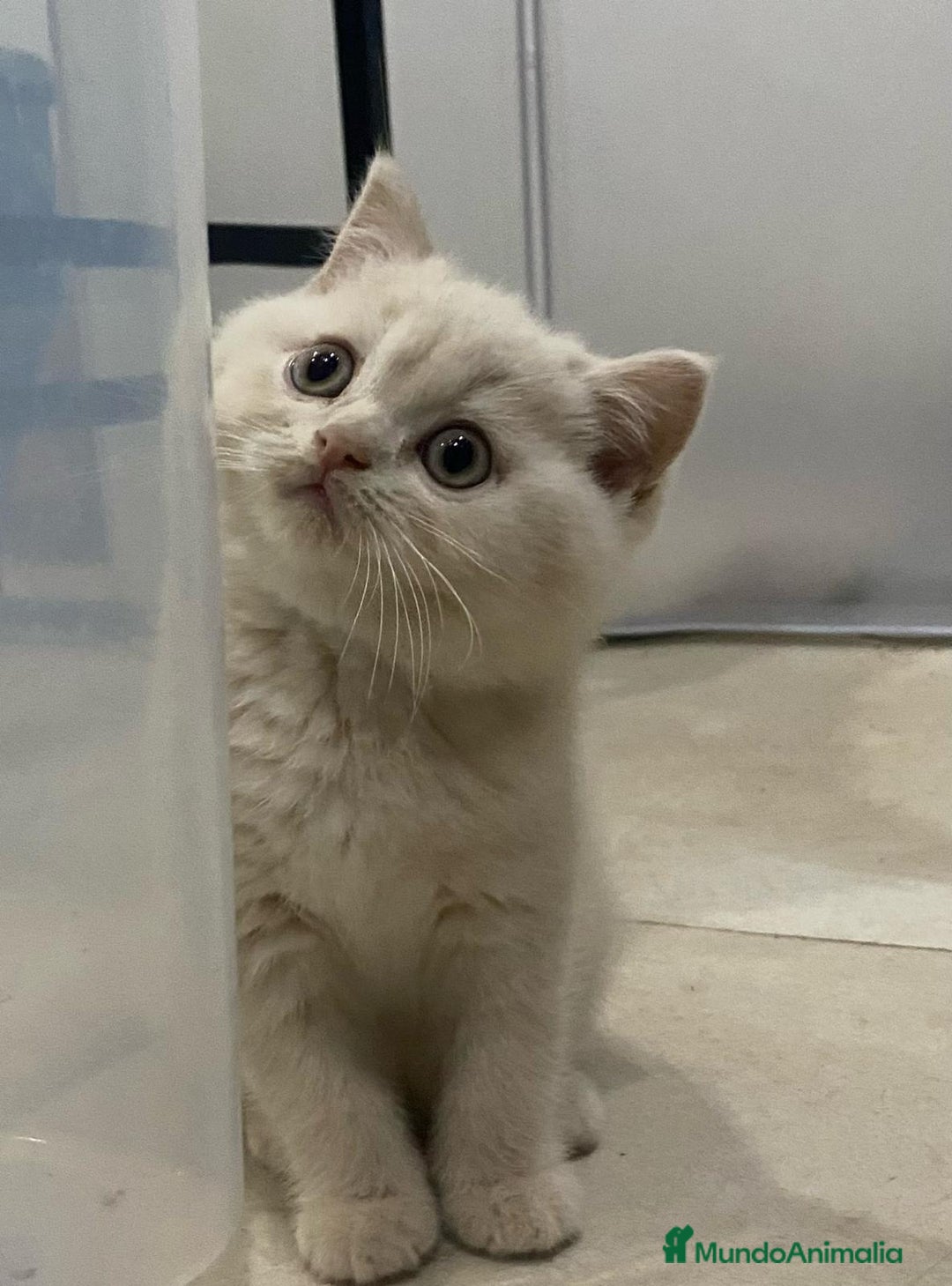 Británico de Pelo Corto gatos en venta: Cachorritos British Shorthair en Alicante - Imagen 3