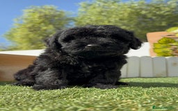 Perro de Agua Español perros en venta: PERRO DE AGUA ESPAÑOL MACHO - Imagen 2