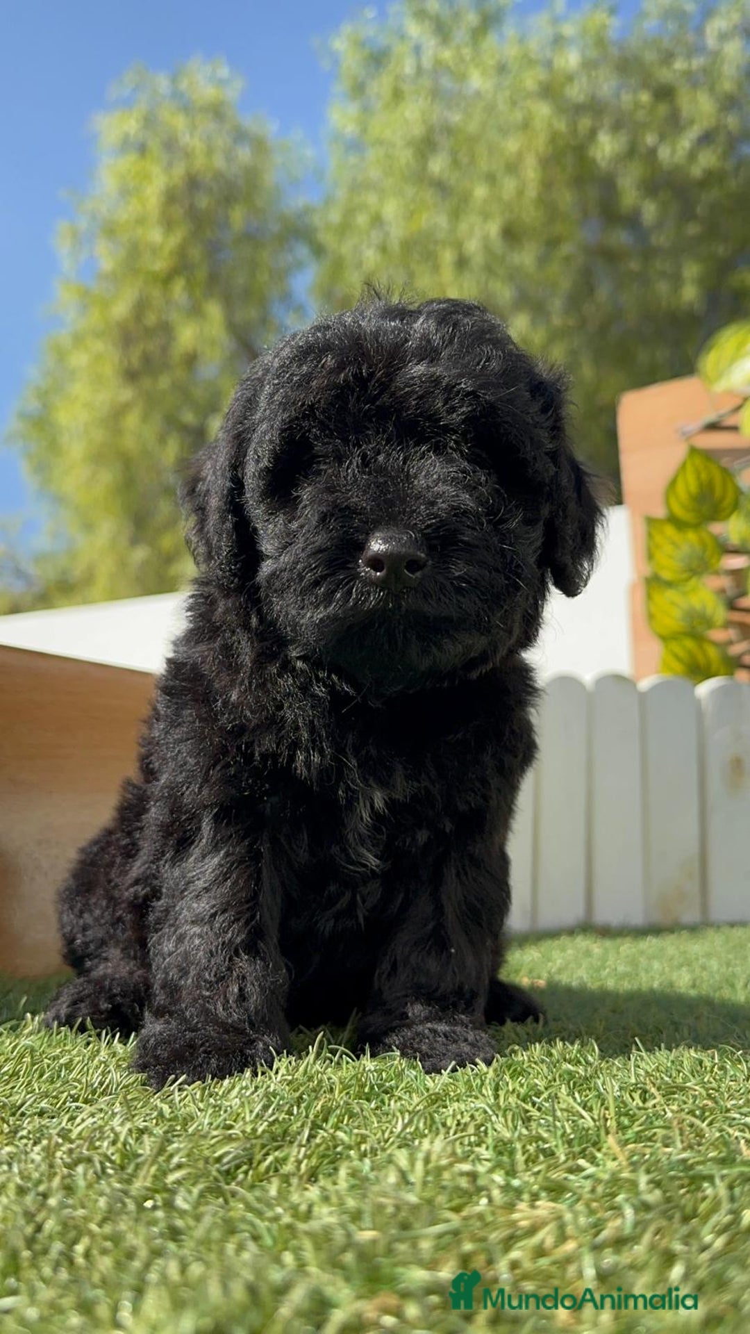 Perro de Agua Español perros en venta: PERRO DE AGUA ESPAÑOL MACHO - Imagen 2