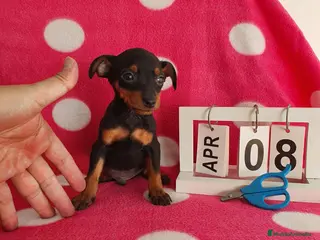 Pinscher Miniatura perros Pinscher miniatura - Anuncio 1