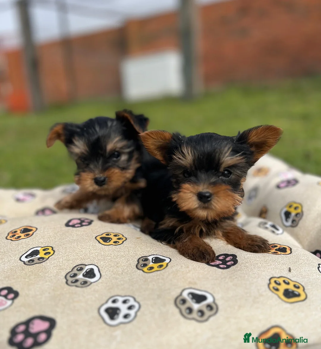 Yorkshire Terrier perros en venta: Yorkshire hembra - Anuncio 1