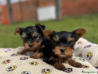Yorkshire Terrier perros Yorkshire hembra - Anuncio 3