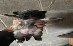 Shih Tzu perros en venta: SHIH TZU nueva camada  - Imagen 5