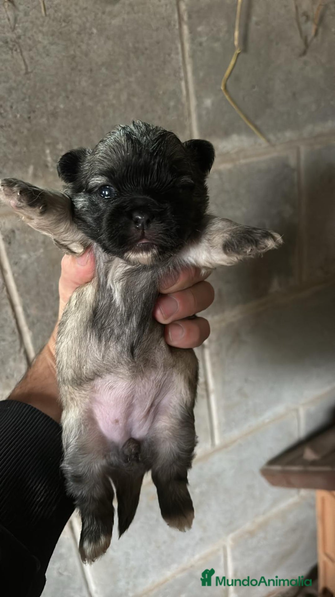 Shih Tzu perros en venta: SHIH TZU nueva camada  - Imagen 5