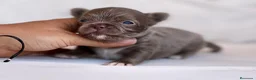 Chihuahua perros en venta: PRECIOSO MACHITO BLUE Y BLANCO PELO LARGO  - Anuncio 4