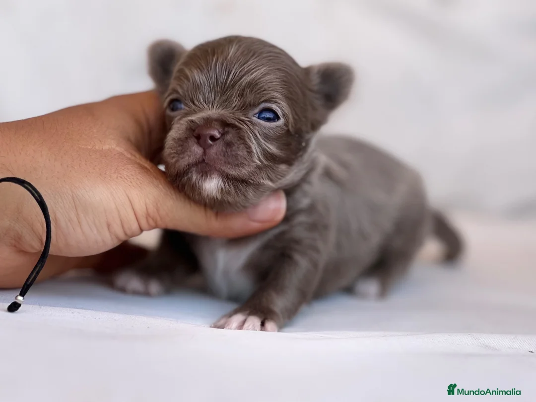 Chihuahua perros en venta: PRECIOSO MACHITO BLUE Y BLANCO PELO LARGO  - Anuncio 4