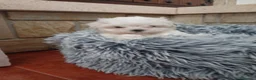 Bichón Maltés perros en venta: Bichón maltés - Anuncio 5