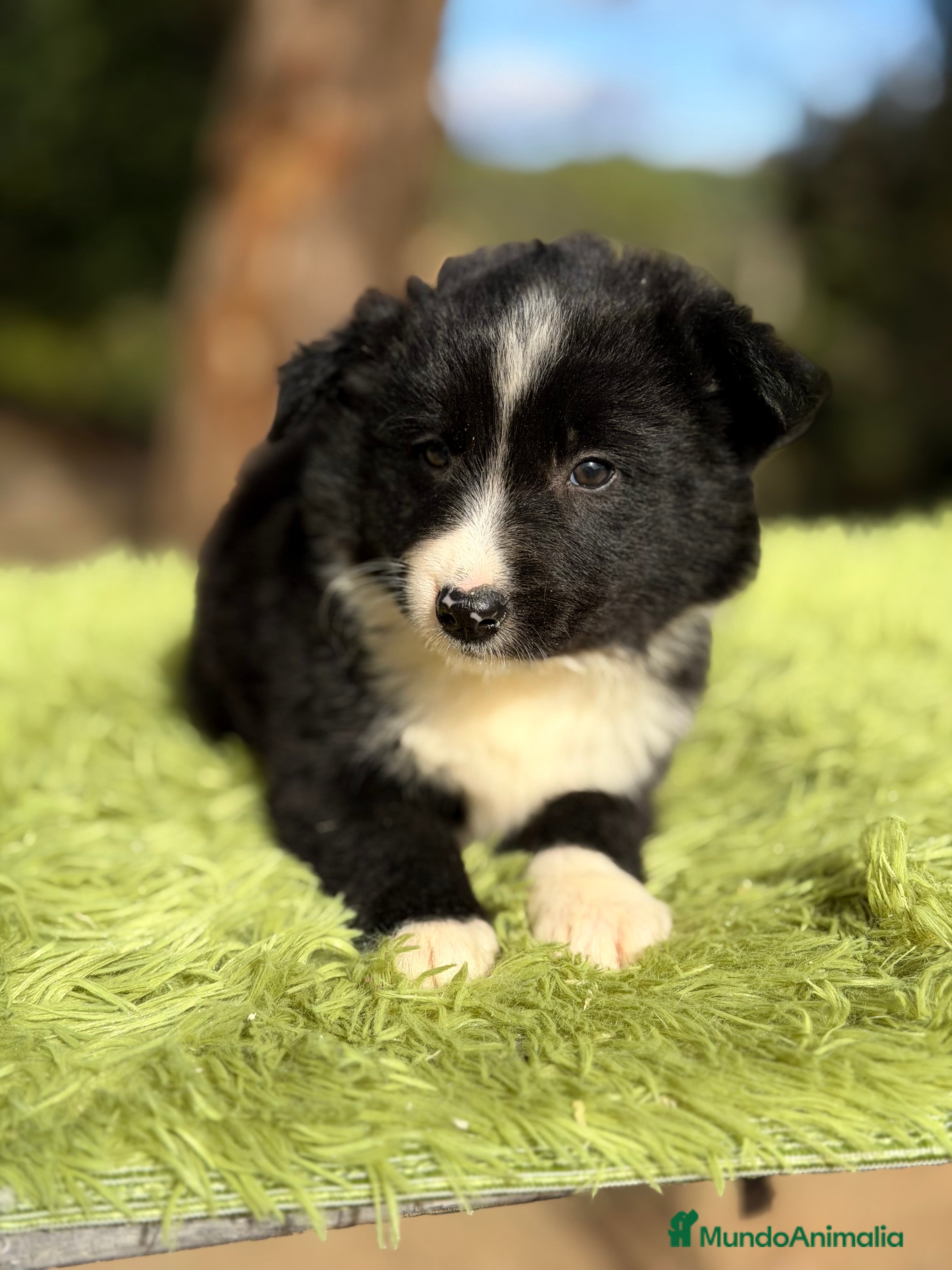 Border Collie perros Border macho - Anuncio 19