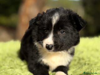 Border Collie perros Border macho - Anuncio 22