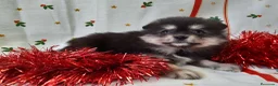 Pomerania perros en venta: IMPRESIONANTES POMERANIA MACHOS Y HEMBRAS  - Anuncio 8