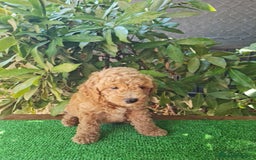Caniche Enano perros en venta: Caniche enanos machos  - Imagen 1
