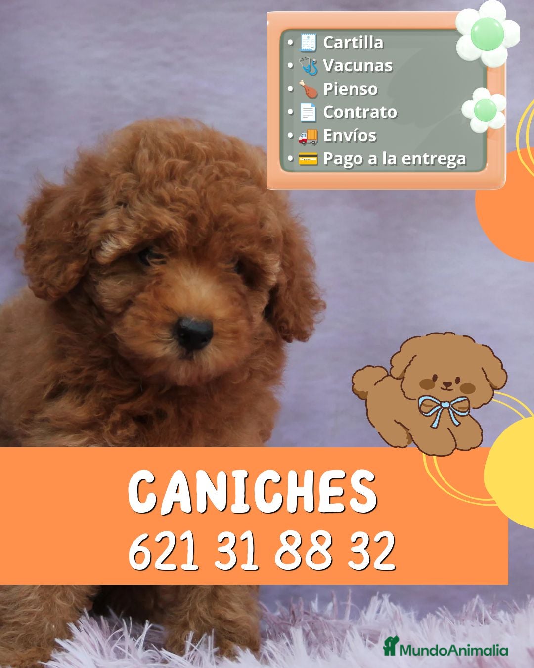 Caniche Enano perros Camadas de caniches enanos 🐩✨ - Anuncio 1