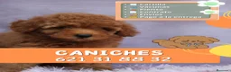 Caniche Enano perros en venta: Camadas de caniches enanos 🐩✨ - Anuncio 1