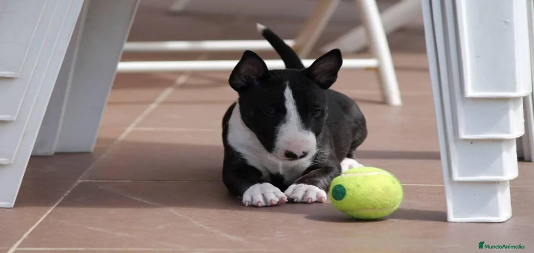 Imagen de galería {{count}}