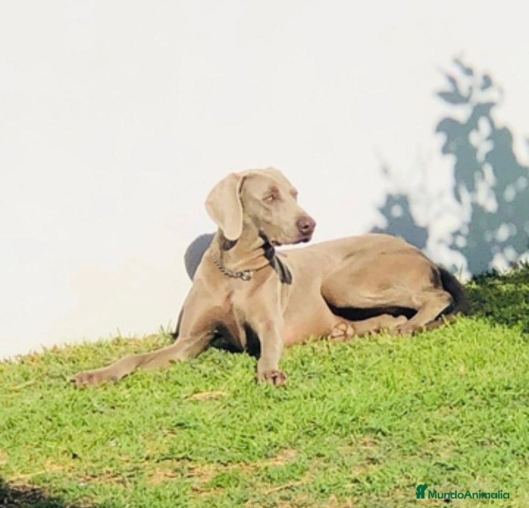 Weimaraner perros en venta: Braco de Weimaraner  - Anuncio 8