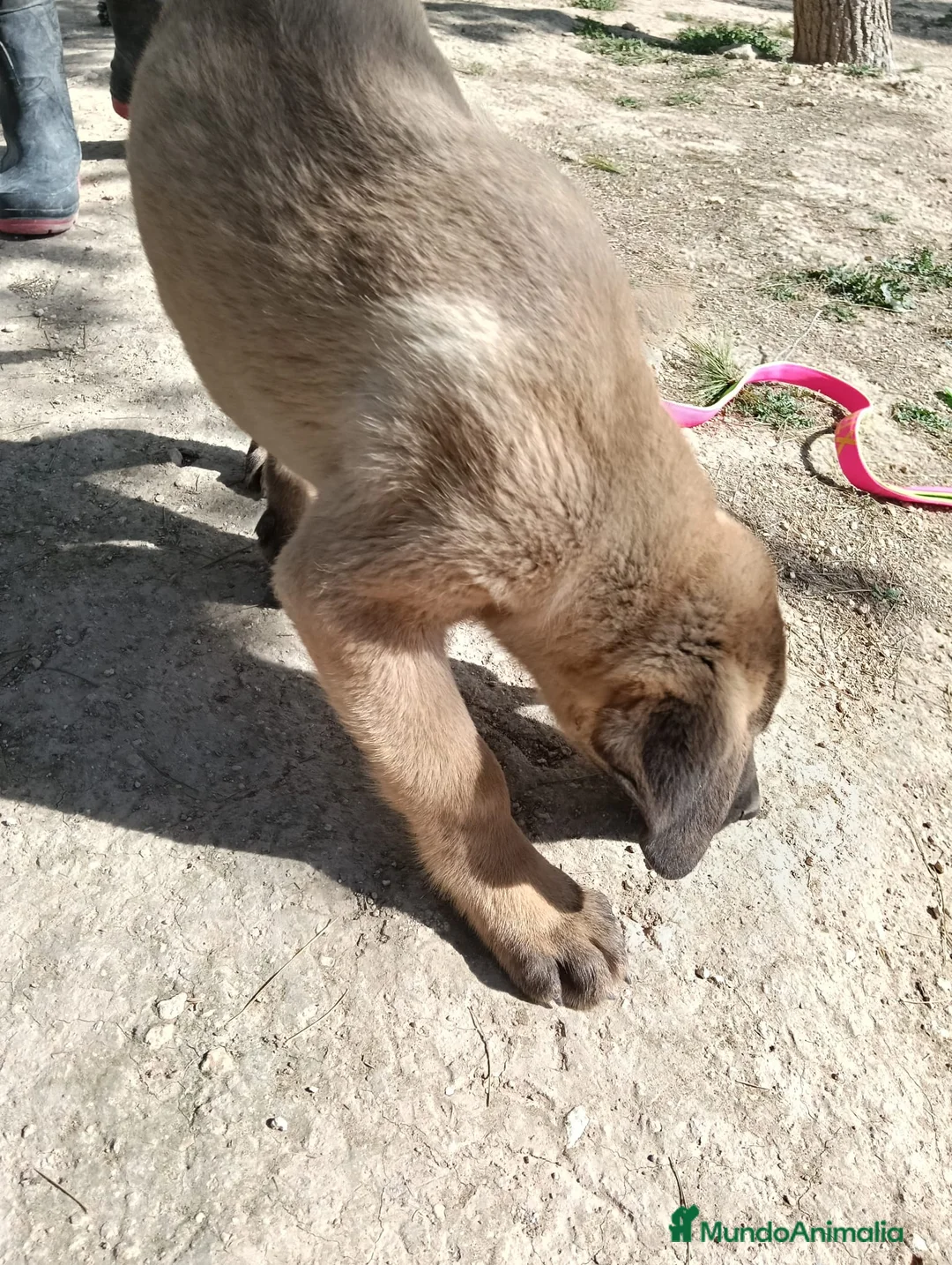 Mastín Español perros en venta: Cachorros de mastines Españoles  - Anuncio 5