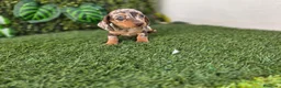 Teckel Miniatura perros en venta: TECKEL MINIATURA & KANNINCHEN - Anuncio 2