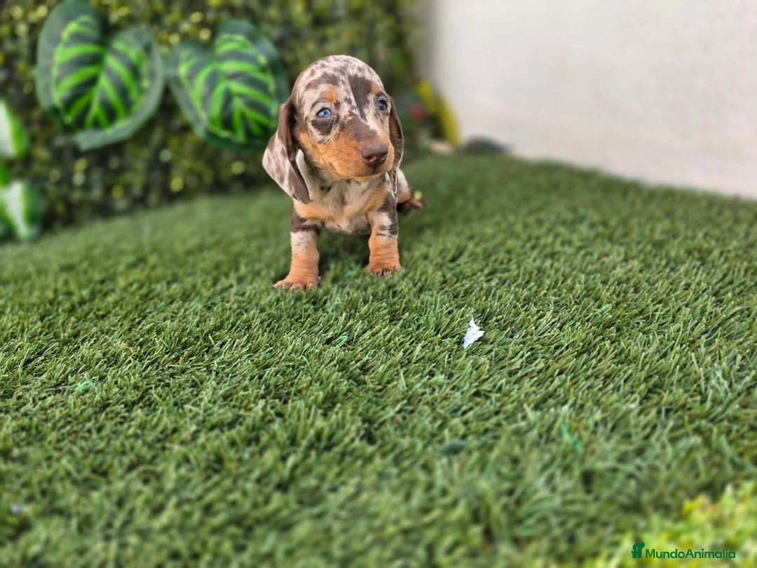 Teckel Miniatura perros en venta: TECKEL MINIATURA & KANNINCHEN - Anuncio 2