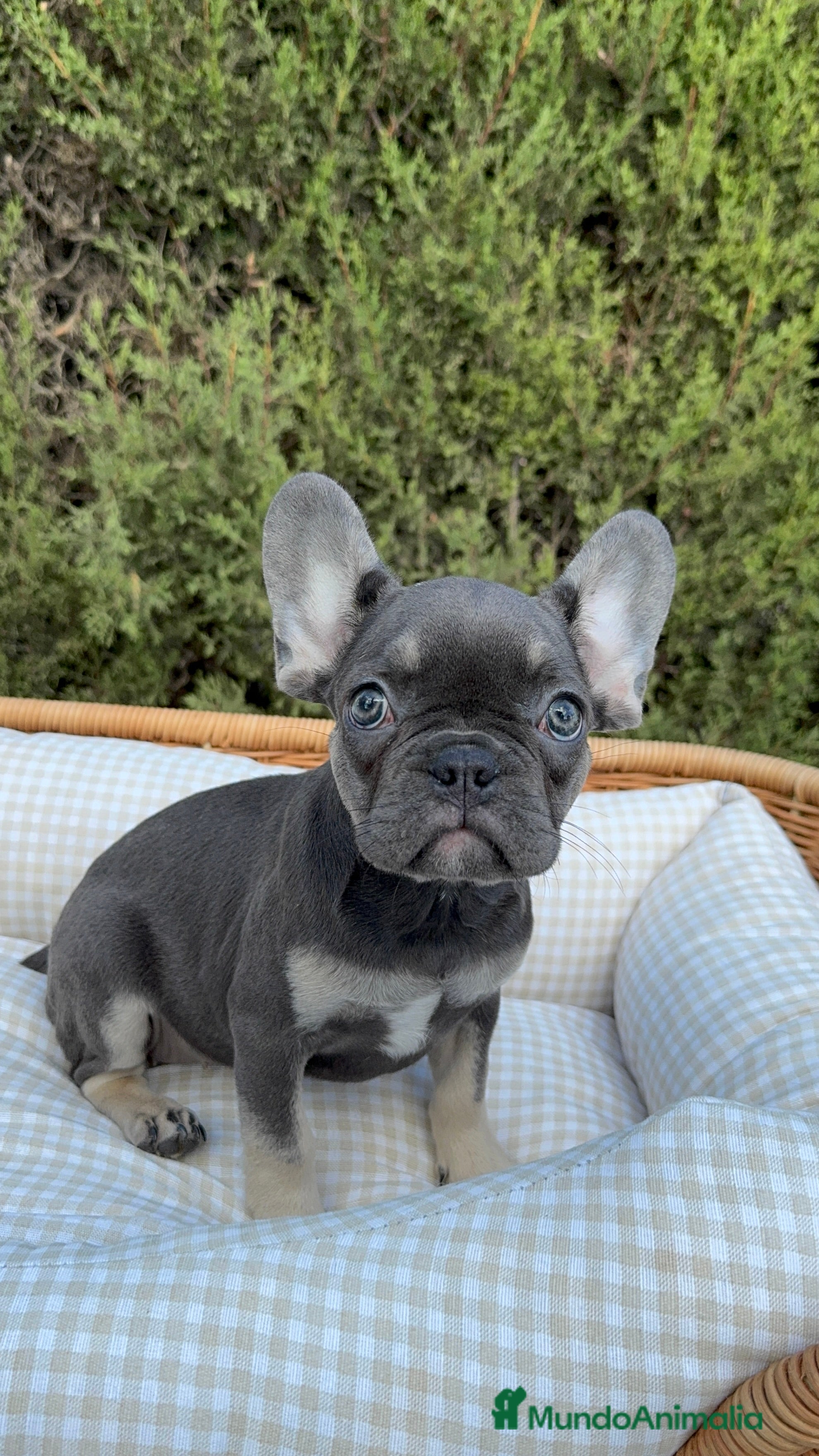 Bulldog Francés perros BULLDOG FRANCÉS EXÓTICOS  - Anuncio 2