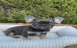 Bulldog Francés perros en venta: BULLDOG FRANCÉS EXÓTICOS  - Imagen 2