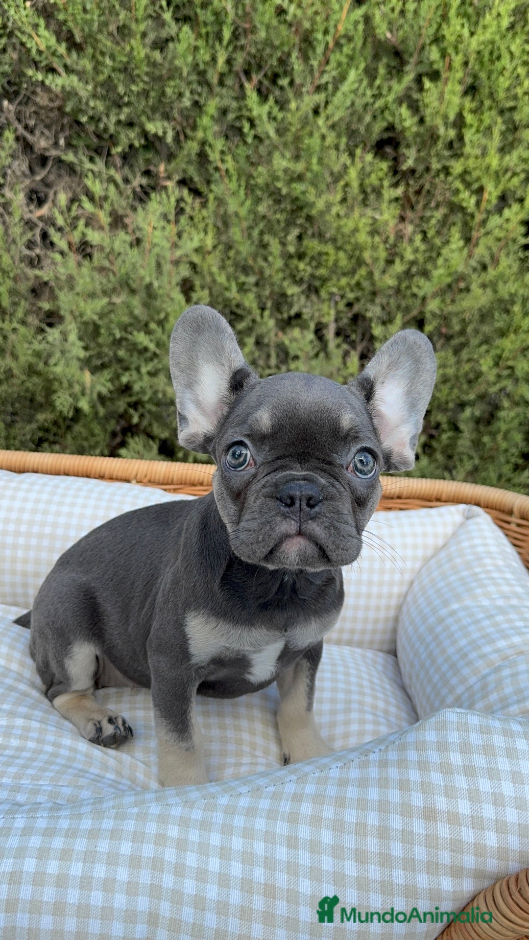 Bulldog Francés perros en venta: BULLDOG FRANCÉS EXÓTICOS  - Imagen 2