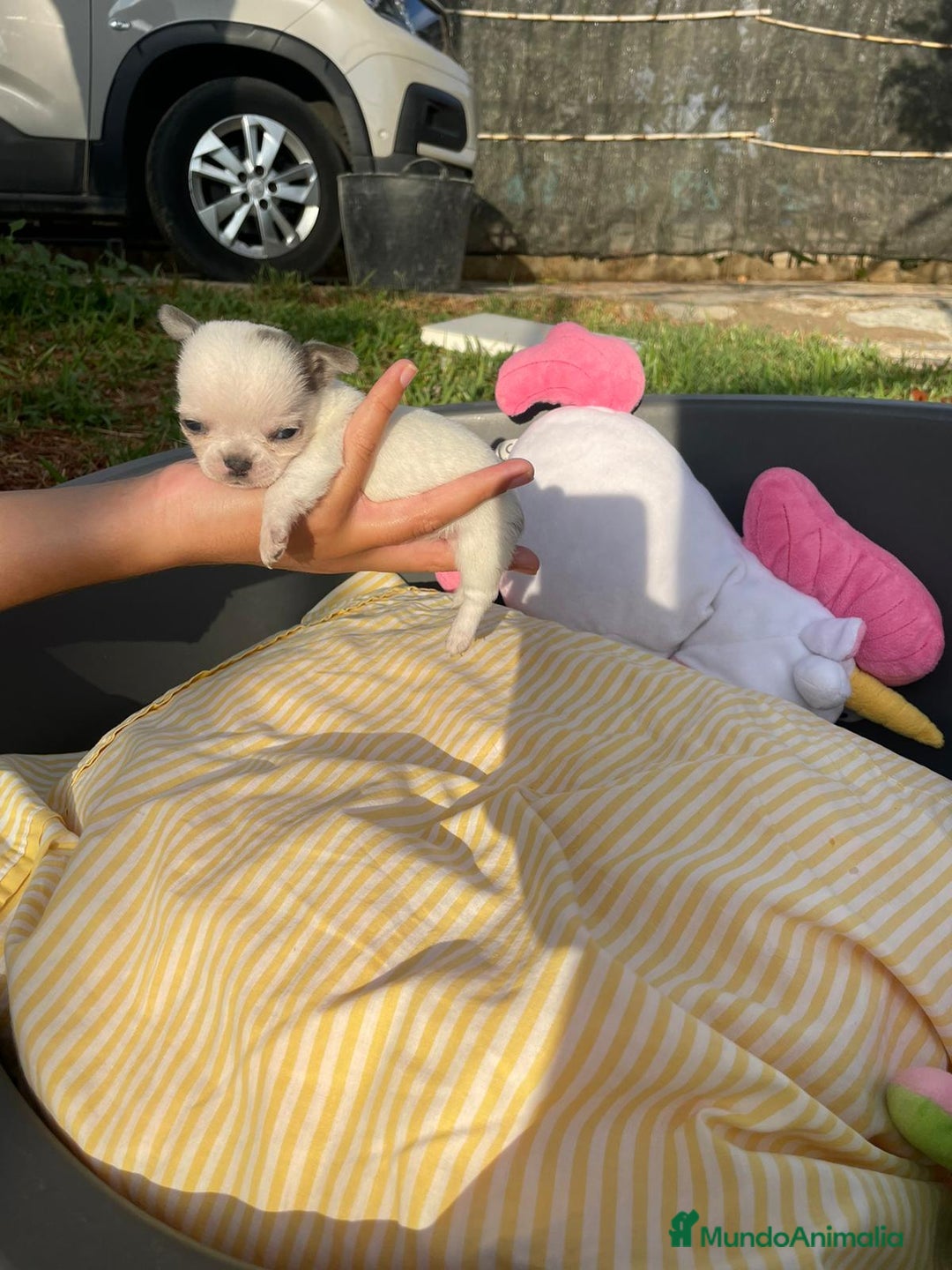 Chihuahua perros en venta: preciosos chihuahua linea rusa  - Anuncio 4