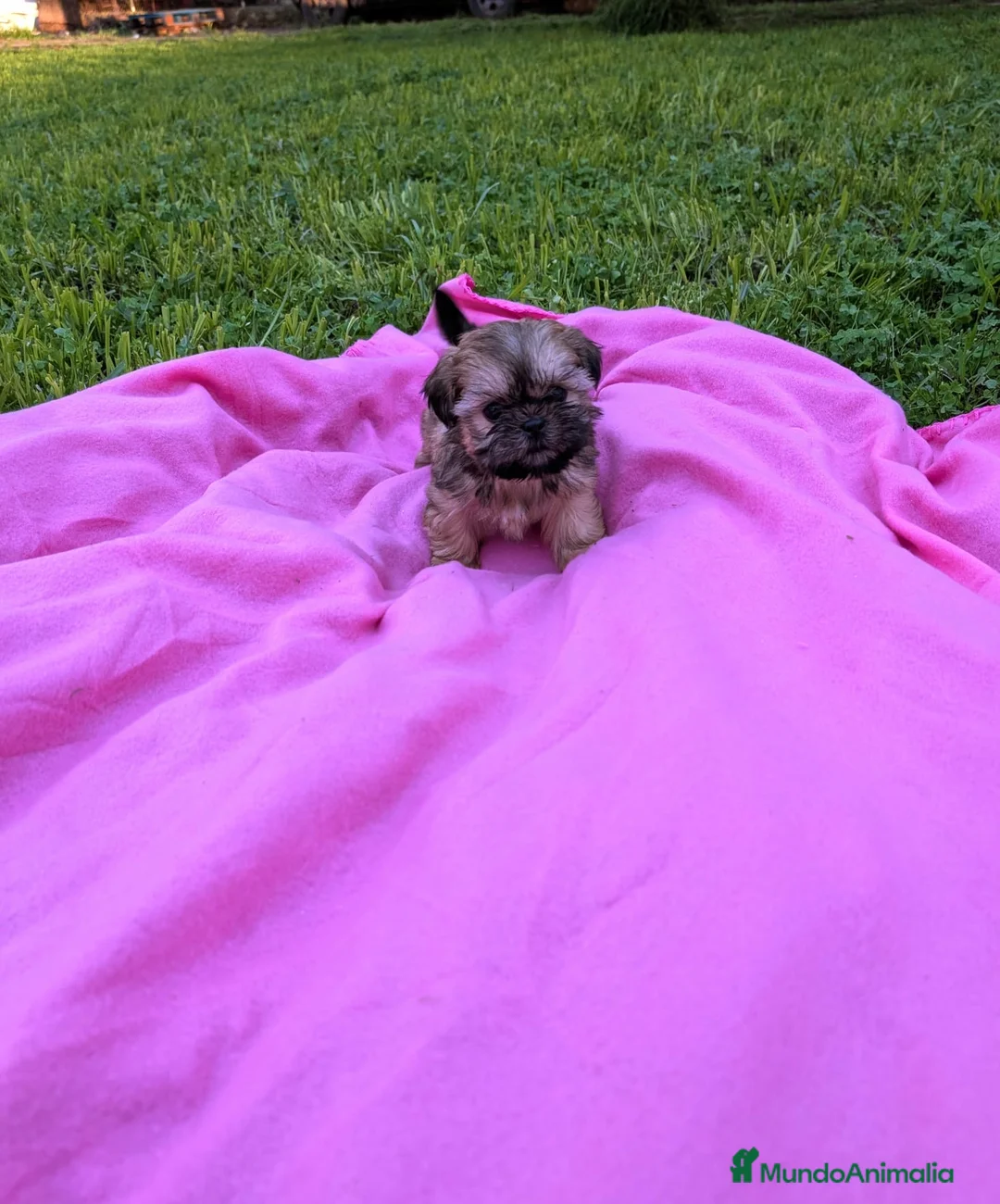 Shih Tzu perros en venta: Shih tzu - Anuncio 5