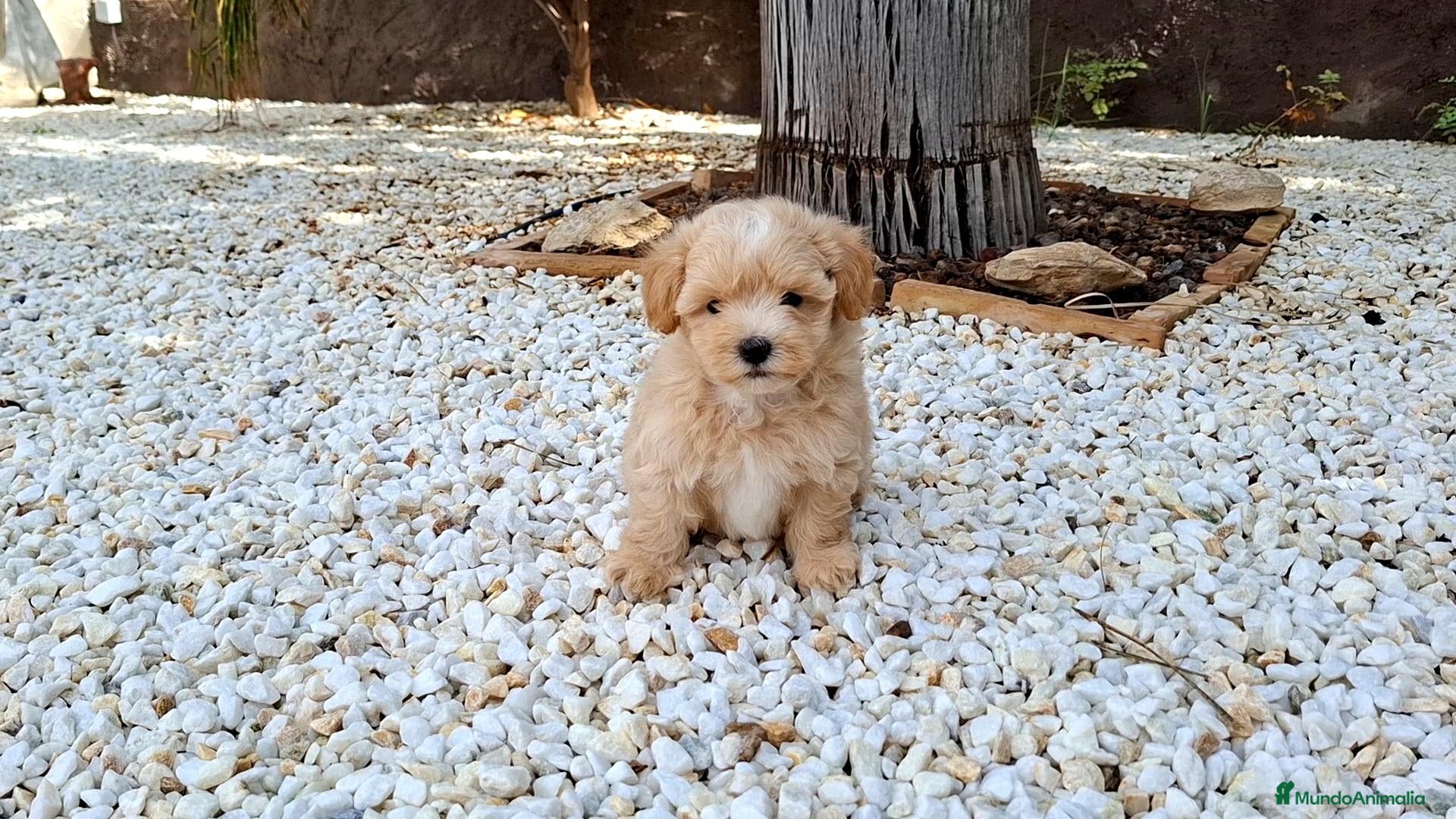 Maltipoo perros Cachorrito de Maltipoo  - Anuncio 1