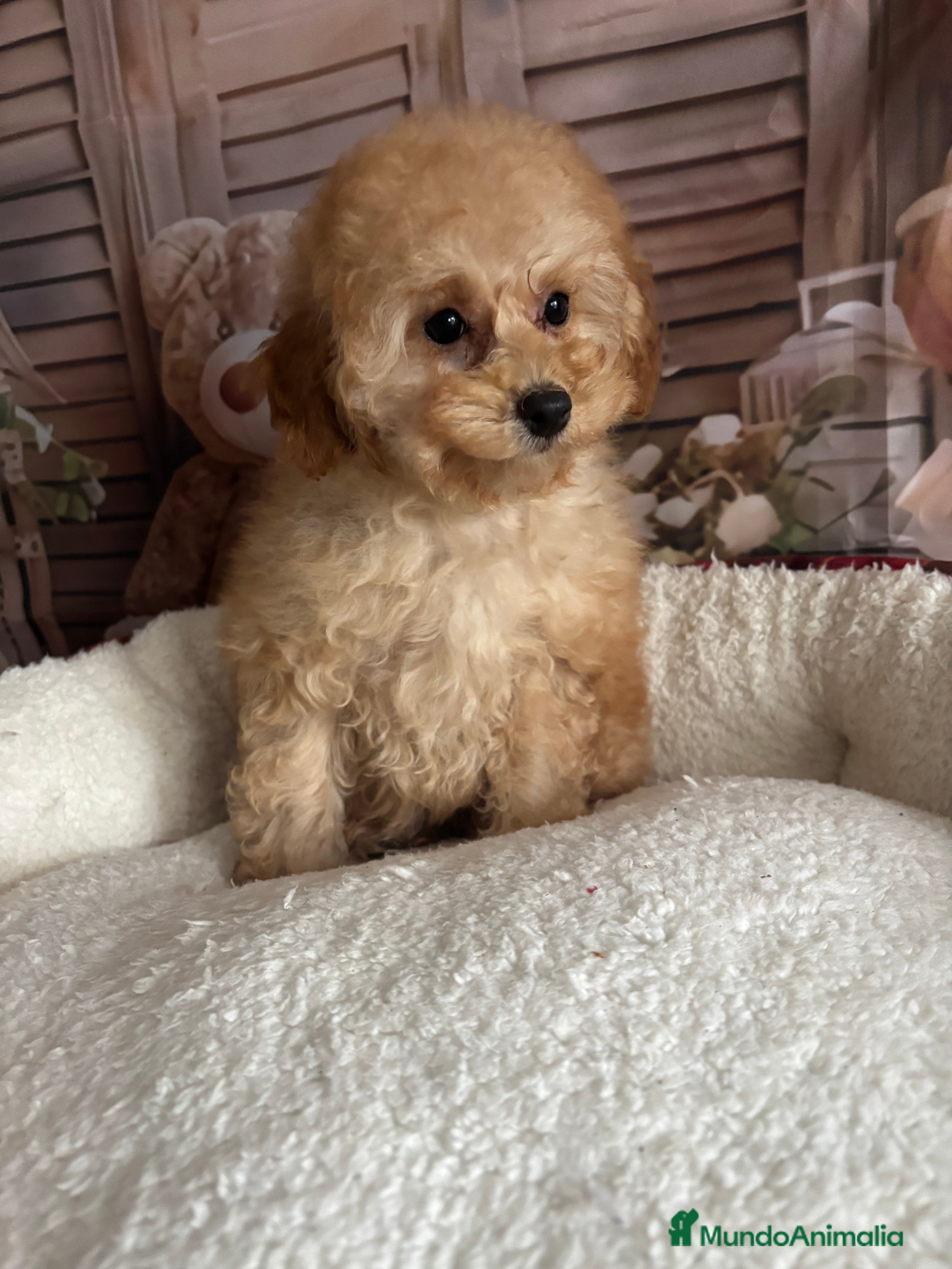 Caniche Toy perros Caniche toy apricot con vacunación completa !! - Anuncio 2