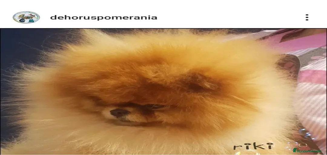 Imagen de galería {{count}}