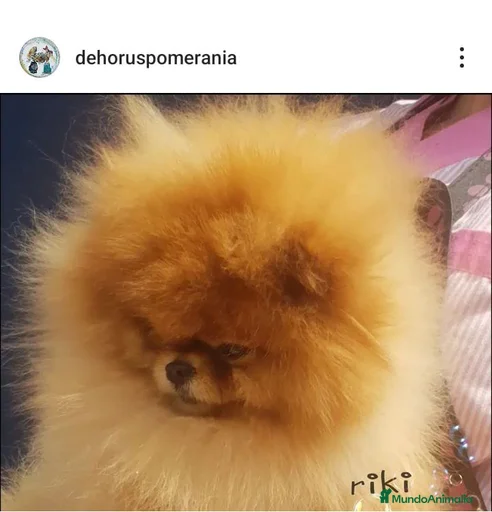 Imagen de galería {{count}}