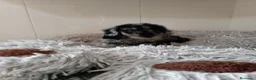 Caniche Toy perros en venta: Caniche toy - Anuncio 2