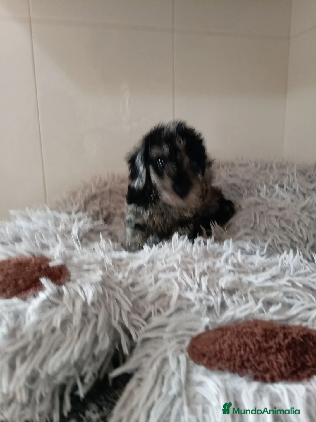 Caniche Toy perros en venta: Caniche toy - Anuncio 2