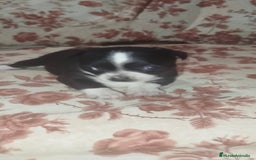 Chihuahua perros en venta: Hembra chihuahua  - Imagen 2